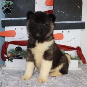 Akita Puppies for Sale - Greenfield Puppies